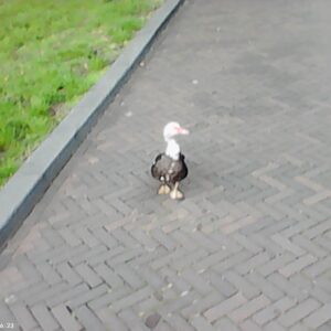 foto van eend of gans, welke van de 2 het is weet ik niet